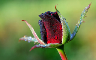 Red black flower water droplets - felipe seade free wallpaper
