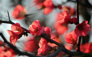 Pink flower branch sky macro - a sky background in the background free wallpaper