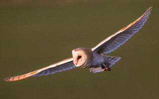 Barn owl flying wings spread - free bird wallpaper
