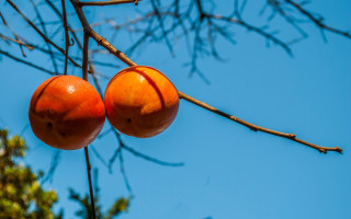 Orange blossoms blue sky branch - two orange free wallpaper