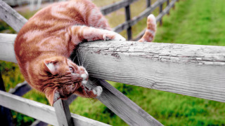 Cat fence stretching blurry outdoors 2 - a wooden fence free wallpaper for desktop
