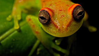 Frog red spot leaf water - drop of water free wallpaper for desktop