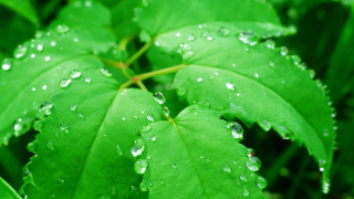 Green leaf water droplets bokeh 9 - leaf and grass free wallpaper