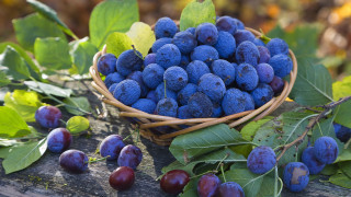 Blueberry basket leaves background purple - boetius adamsz bolswert free wallpaper