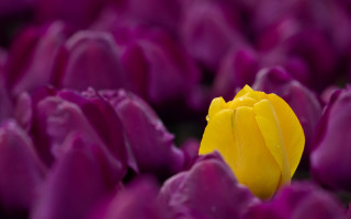Yellow flower purple field water - dirck van der lisse free wallpaper for desktop
