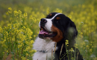 Dog flower field outdoor bush - his tongue free wallpaper