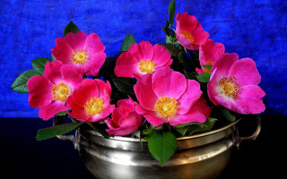 Pink roses metal pot blue - a blue wall behind free wallpaper for desktop