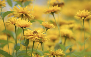 Yellow flower field bokeh sunset - art green free wallpaper
