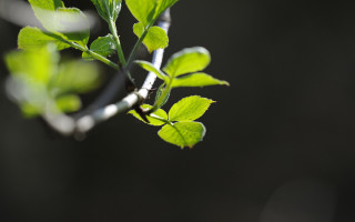 Branch green leaves metal ring - free light wallpaper