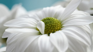 White flower macro blue background - a green center free wallpaper