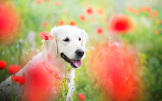 Dog flower field impressionist christmas - a green field behind free wallpaper