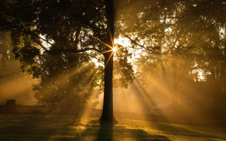 Tree sunshine fence bench night - a bench in the foreground free wallpaper
