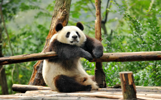 Panda log forest nature blurry - a panda bear free wallpaper