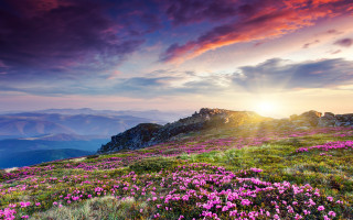 Mountain flower field sunset clouds - a field of flowers free wallpaper for desktop