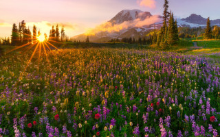 Wildflowers mountain sunset clouds landscape - a field of wildflowers free wallpaper