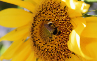 Bee sunflower macro autumn blurry - a sunflower free wallpaper