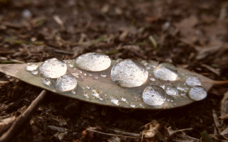 Snowy leaf macro photorealism blurry - andy goldsworthy free wallpaper