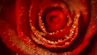 Red rose water droplets macro - elizabeth murray free wallpaper