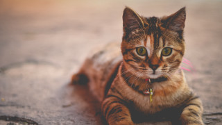 Cat collar wideeyes neoplasticism animal - a collar free wallpaper
