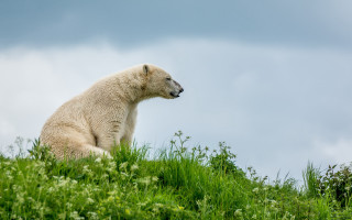 Polar bear grassy hill cloudy - a grassy hill free wallpaper
