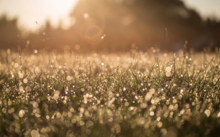 Grass water drops sunset trees - anamorphic len free wallpaper for desktop
