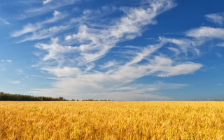 Wheat field blue sky clouds 12 - heavy grain free wallpaper for desktop