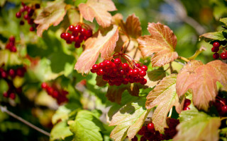 Bush berries green leaves blue - red berry free wallpaper