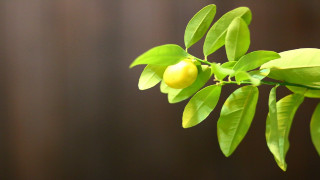 Branch fruit leaves brown background - focus free wallpaper