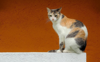 Cat ledge orange wall white - a ledge in front free wallpaper