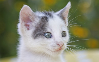 White gray kitten blue eyes - kitten free wallpaper