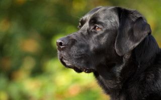 Black dog green background looking - a black dog free wallpaper