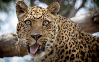 Leopard yawning tree branch outdoors - its tooth free wallpaper
