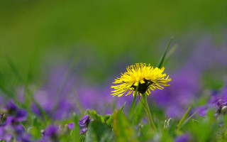 Yellow flower in purple field - green grass free wallpaper