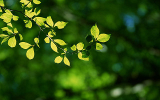 Green leaf sunlight butterfly bokeh - the sunlight free wallpaper