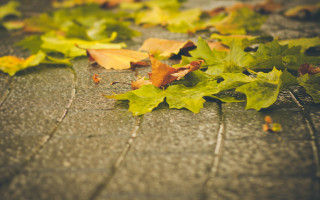 Autumn leaves street blurry city - a bunch of leaves free wallpaper