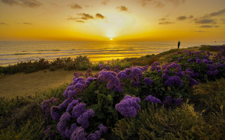 Hill ocean sunset purpleflowers landscape - the hill free wallpaper for desktop