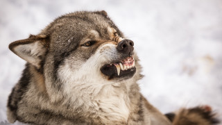 Wolf open mouth snow realistic - the ground behind free wallpaper