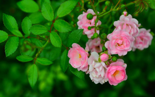 Pink flowers green leaves bush - pink flower free wallpaper for desktop
