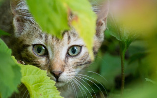 Cat peeking leafy plant wide - its eye wide open free wallpaper
