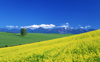 Yellow flowers mountains blue sky - a lone tree in the foreground free wallpaper