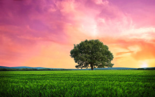 Sunset tree green field clouds - a pink sky free wallpaper