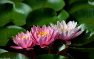 Pink water lilies pond leaves 4 - a pond of water lilies free wallpaper