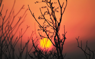 Tree sunset bamboo branch clouds - a red sky in the background free wallpaper