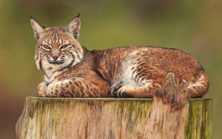 Bobcat serious wooden post looking - a wooden post free wallpaper