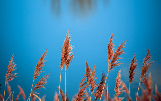 Grass water sky clouds autumn - arie smit free wallpaper for desktop