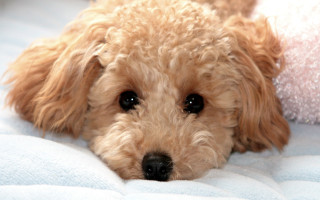 Dog laying bed blanket wideeyes - mingei free wallpaper for desktop