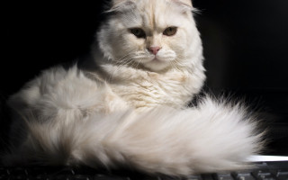 White cat laying on keyboard - a white cat free wallpaper