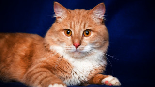 Cat sad orange felix blue - sad free wallpaper