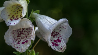 White flowers red spots green - red spot free wallpaper for desktop