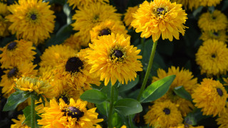 Yellow flower bee macro summer 2 - summer vibrancy free wallpaper